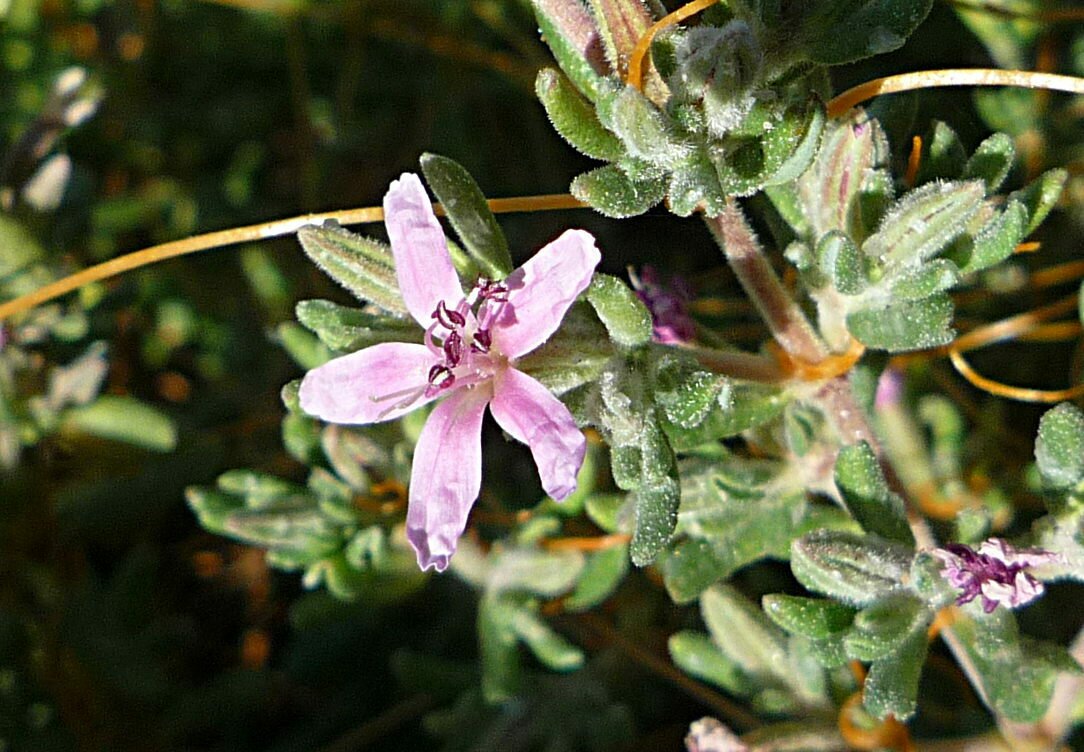 High Resolution Frankenia salina Flower